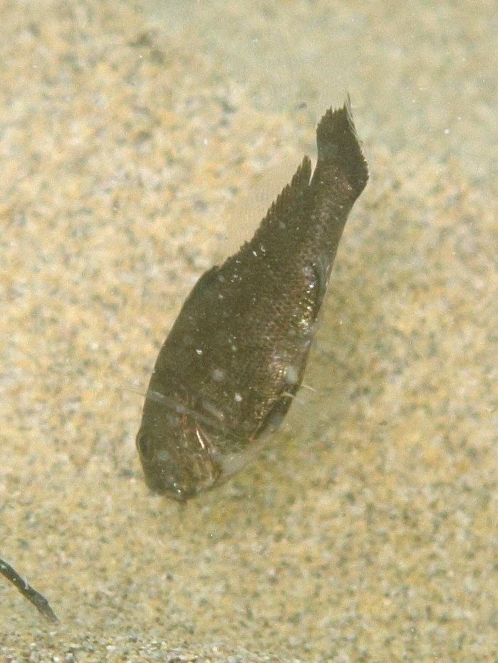 La metamorfosi di Umbrina cirrosa